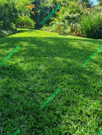 Kikuyu instant lawn Durban instant lawn
